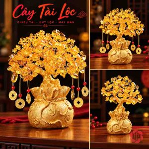 Ảnh ghép cây tán hạt vàng cùng các góc nhìn chậu khác nhau