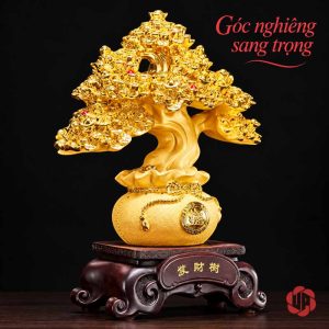 Cây tiền vàng chậu tròn nhìn nghiêng trên nền đen